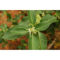 immune support herbal supplement – ASTRAGALUS COMPLEX – astragalus complex 2 BOT
