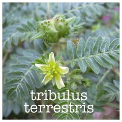 testosterone booster prime male – TRIBULUS TERRESTRIS – tribulus women -270 Tabs