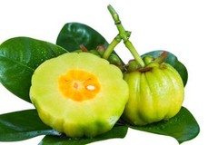 citrus fruit weight balance – GARCINIA CAMBOGIA 50% HCA – drop pounds fast – 3B