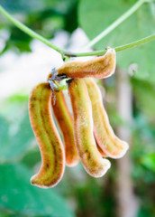 antioxidant formula MUCUNA PRURIENS BEAN EXTRACT energy for men supplement 2BO