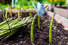Whole food nutrient mix – ASPARAGUS YOUNG SHOOTS – Gut health essentials 1Bot