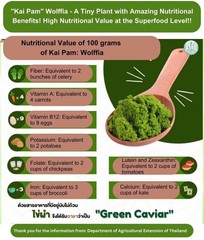 100g Wolffia Organic Dried Powder Natural Super Food High Vitamin Fiber Protein