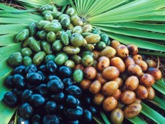 saw palmetto for sex – Saw Palmetto Berry 500mg – enhancement pills 2 Bottles