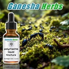 POLYRHACHIS Wild Mountain Ant Vicina Roger LIQUID TINCTURE 4 ounces / 120ML