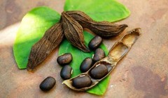 antioxidant health – MUCUNA PRURIENS BEAN EXTRACT – muscle and strength 2BOTTLE