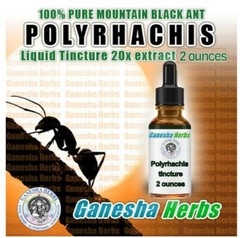 Wild Mountain Ant Vicina Roger POLYRHACHIS LIQUID TINCTURE 2 ounces / 60ML