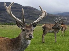 Deer Antler horns – ELK VELVET ANTLER 550 mg – Preventing calcium deficiency -1B