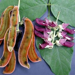 antioxidant health – MUCUNA PRURIENS BEAN EXTRACT – muscle and strength 2BOTTLE