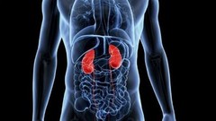 Astragalus root – KIDNEY SUPPORT COMPLEX 700mg – anti aging – skin care – 1 B