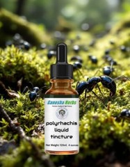 POLYRHACHIS Wild Mountain Ant Vicina Roger LIQUID TINCTURE 4 ounces / 120ML