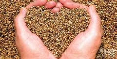 hormone balance – HEMP SEED OIL 700mg – hemp oil – 1 Bottle