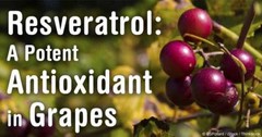 Antioxidant infusion – GRAVIOLA – RESVERATROL COMBO – resveratrol extract