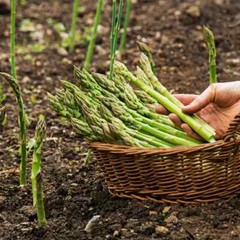 Whole food extract – ASPARAGUS YOUNG SHOOTS – Immune system support 1Bot 60Caps