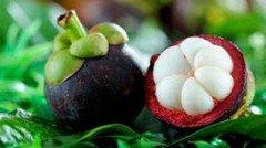 antioxidant capsules – Mangosteen Fruit Extract 2B – antioxidant formula