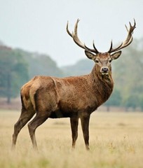 Pure IGF Deer Antler – Elk Velvet Antler 500mg (90 Capsules, 3 Bottles)