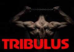 build lean muscle – TESTO BOOSTER 855MG – tribulus terrestris extract 3B