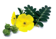 Bulgarian Tribulus Terrestris Testosterone Booster 250 mg 100 Capsules