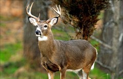 Deer Antler Spray Velvet Extract 2OZ