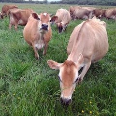 Protein Powder, Grass Fed, Happy Healthy Cows, Undenatured, Hormone Free, Non…