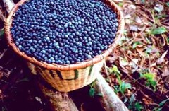 Boost Your Workout with ACAI BERRY EXTRACT – 2B 120 Caps