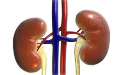 kidney health supplement – KIDNEY SUPPORT 700MG – natural diuretic 1B