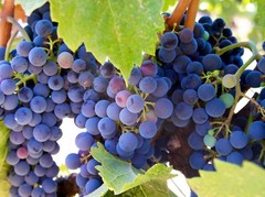 Antioxidant infusion – GRAVIOLA – RESVERATROL COMBO – resveratrol extract