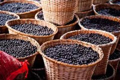 Boost Your Workout with ACAI BERRY EXTRACT – 2B 120 Caps