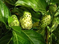 Antioxidant body lotion – NONI EXTRACT 500MG – 2B – noni capsules 1000mg