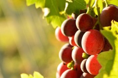Antioxidant berry powder – RESVERATROL – ACAI BERRY COMBO – acai energy to go