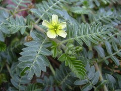 mens pills – TRIBULUS TERRESTRIS 45% – natural male enhancement 3B