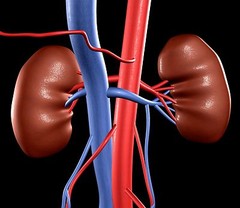 Formula for Optimal Health – KIDNEY SUPPORT 700 Mg – Cleanse the blood – 1 Botle