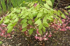Horny goat extract -HORNY GOAT WEED- SEXUAL ENHANCEMENT- Bones care -1B