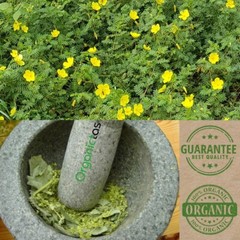 Best TRIBULUS TERRESTRIS Bodybuilding Tea for Men & Women Body Building, Detox .
