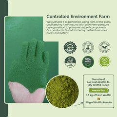 Pure Dried Wolffia Globosa Powder Plant Base High Protein Superfood, B12 Vegan